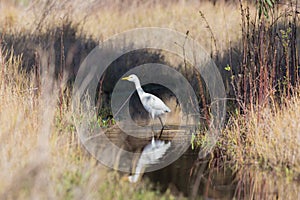 White egypt egret has over water