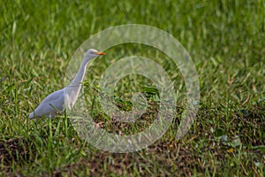 White egyptian heron Bubulcus ibis stands on the grass and carefully looks away