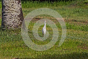 White egyptian heron  Bubulcus ibis stands on the grass near a tree and carefully looks away