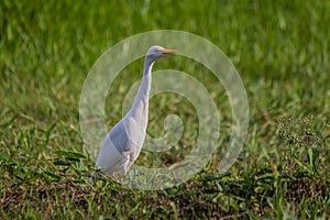 White egyptian heron western cattle egret, Bubulcus ibis stands on the grass and carefully looks away. Its found in the tropics