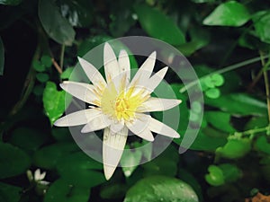 White Egyptian Lotus (Nymphaea Lotus).