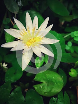 White Egyptian Lotus (Nymphaea Lotus).