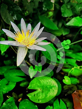 White Egyptian Lotus (Nymphaea Lotus).