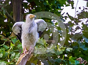White egyptian vulture shaking its wings, Scavenger bird specie from Africa