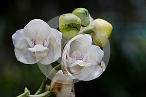 White elata orchid