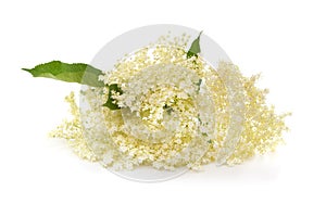 White elder flower