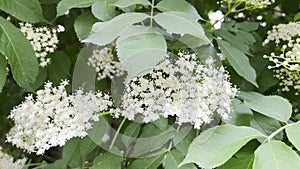 White elder flowers on a summer day. Sambuca is black. Nature