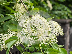 White elderflower in the spring