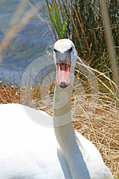 White elegant Swan female with very long necks and beaks