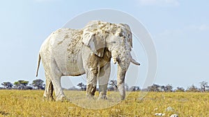 White elephant in Etosha