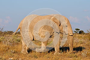 White Elephant, Etosha National Park, Namibia