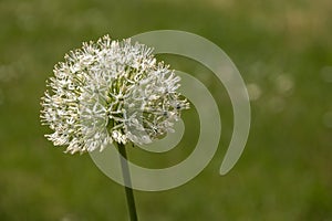 White elephant garlic - Allium ampeloprasum