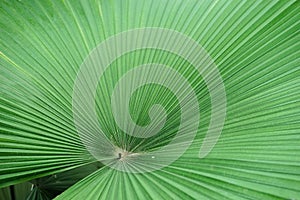 White elephant palm. A closed up texture pattern details of Kerriodoxa Elegans or commonly known as a white elephant palm