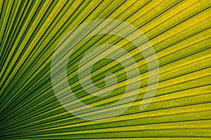 White elephant Palm leaf texture