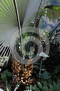 A White Elephant Palm tree filled with orange fruit growing near the base of the plant