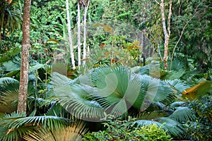 White Elephant Palm, White Backed Palm (Kerriodoxa elegans) : endemic palm found in southern Thailand