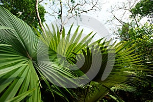 White Elephant Palm, White Backed Palm (Kerriodoxa elegans) : endemic palm found in southern Thailand