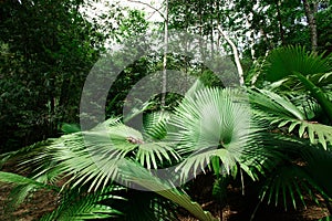 White Elephant Palm, White Backed Palm (Kerriodoxa elegans) : endemic palm found in southern Thailand