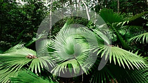 White Elephant Palm, White Backed Palm (Kerriodoxa elegans) : endemic palm found in southern Thailand