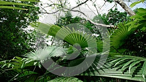 White Elephant Palm, White Backed Palm (Kerriodoxa elegans) : endemic palm found in southern Thailand