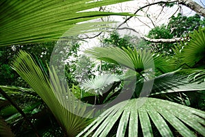 White Elephant Palm, White Backed Palm (Kerriodoxa elegans) : endemic palm found in southern Thailand