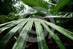 White Elephant Palm, White Backed Palm (Kerriodoxa elegans) : endemic palm found in southern Thailand
