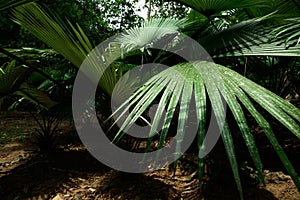 White Elephant Palm, White Backed Palm (Kerriodoxa elegans) : endemic palm found in southern Thailand