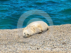 An White Elephant seal resting on the beach photo