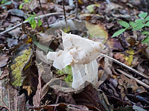 White or elfin saddle fungus in autumn