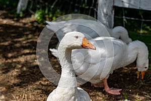 White Emden geese photo