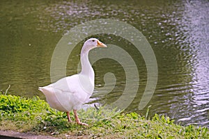 The white Emden goose. photo