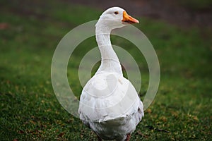 White Emden Goose photo