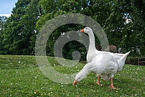 White Emden goose eating grass and daisies by the Great River Ouse, Ely, Cambridgeshire