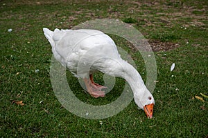 White Emden goose eating grass and daisies by the River Nene, March, Cambridgeshire
