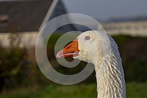 White Emden goose with orange beak photo