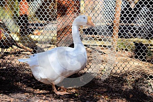 White Emden Goose standing photo