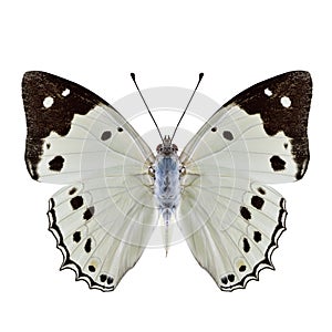 White Emperor Helcyra hemina pale bright butterfly with black stripe on wing tip isolated over white background,