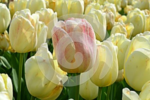 White Emperor Tulips at Windmill Island Tulip Garden