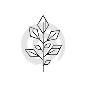 White, emphasizing the simplicity and elegance of the botanic