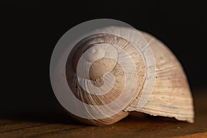 White  empty house of a grapevine snail or escargot lying on a wooden table and the sun rays are lighting the shell