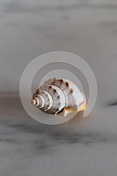 White empty spiral shell on a marble plate