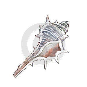 White empty texture seashell isolated on white background. Watercolor hand drawing illustration. Art for design poster