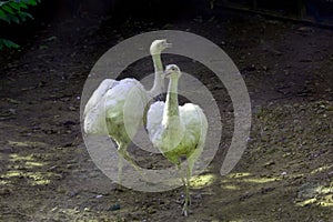 White Emu Ostriches