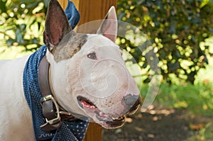 White English Bull Terrier