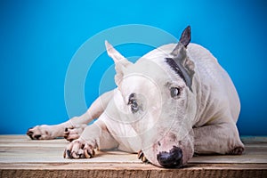 White english bull Terrier on wooden floor