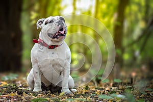 White English Bulldog in forest