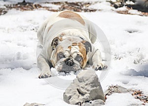 White English Bulldog playing in the snow