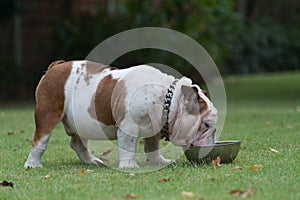 White english bulldog standing on green grass and drink water in stainless steel bowl on green grass