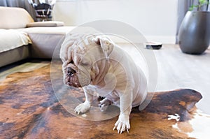 .White English bulldog upset, sad in the living room of the house, dog portrait