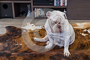 .White English bulldog upset, sad in the living room of the house, dog portrait